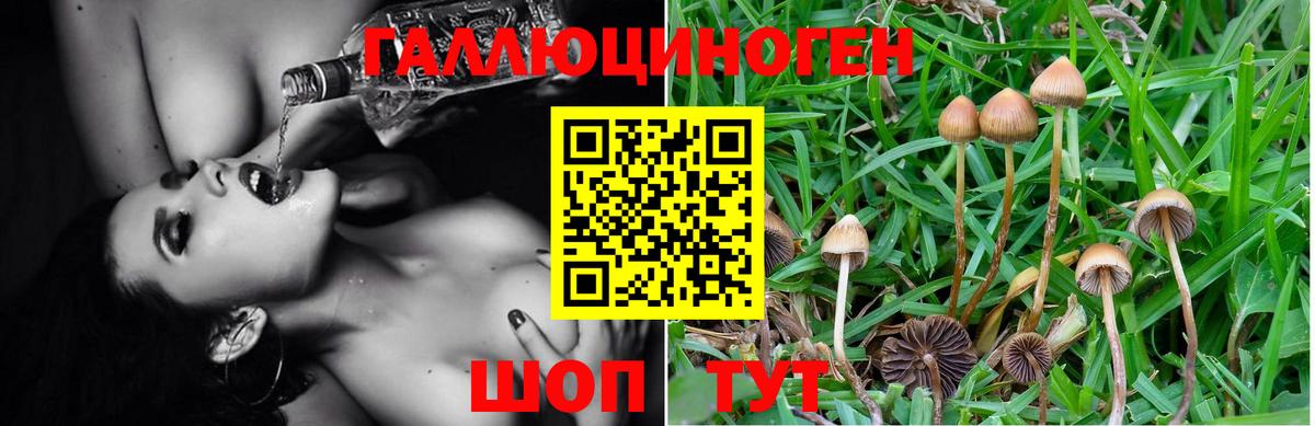 Псилоцибиновые грибы Psilocybine cubensis Партизанск